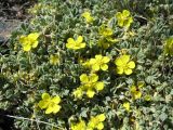 Potentilla acaulis