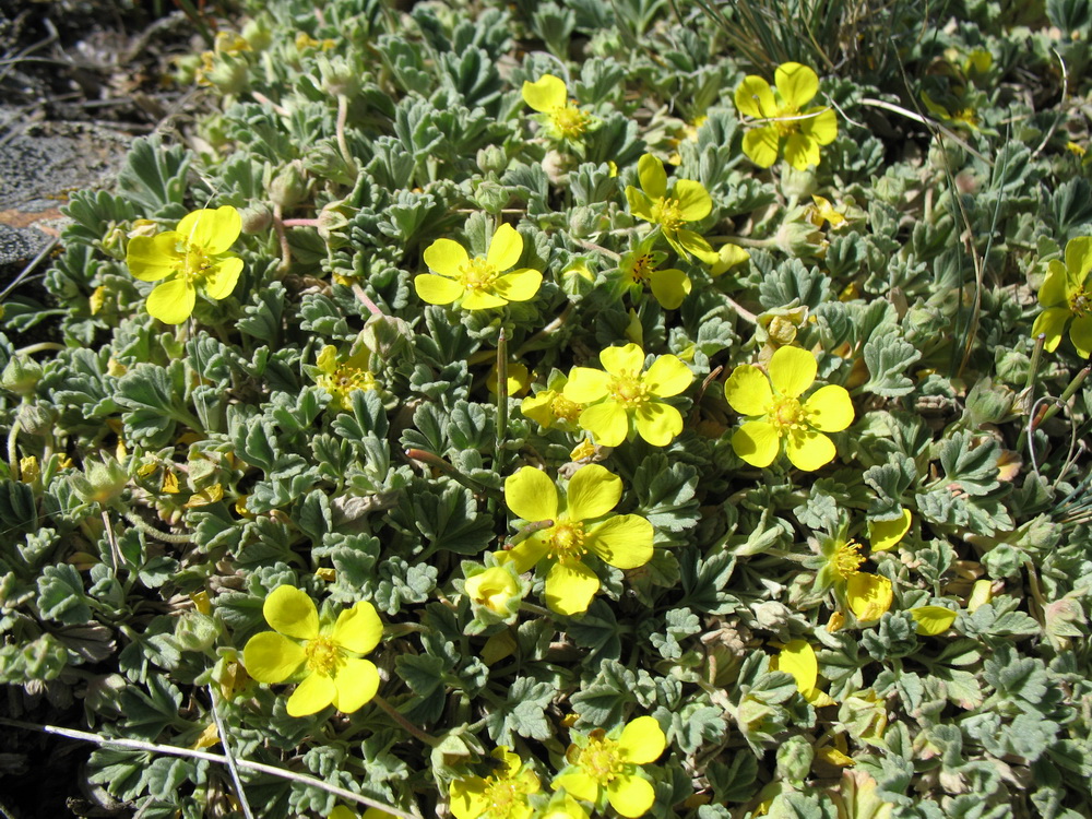 Изображение особи Potentilla acaulis.