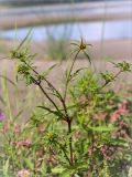 Bidens tripartita