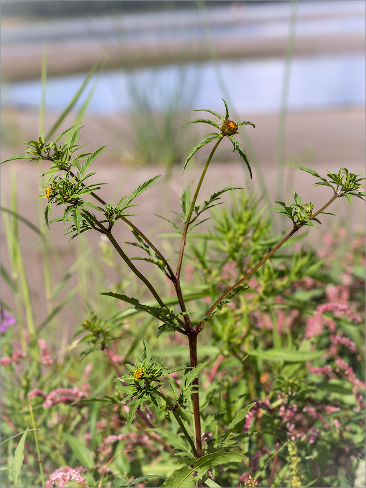 Image of Bidens tripartita specimen.