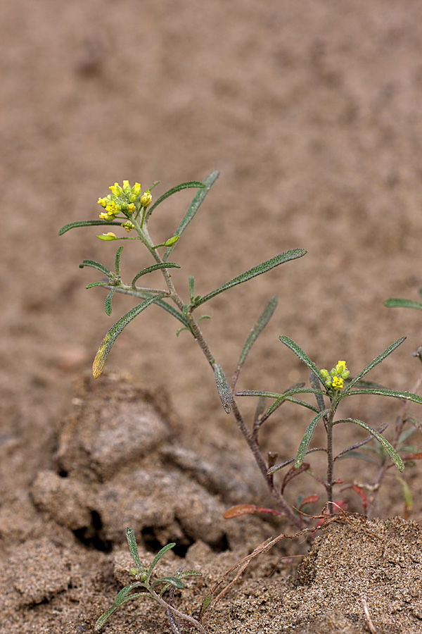 Изображение особи Meniocus linifolius.