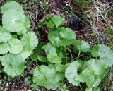 Caltha palustris