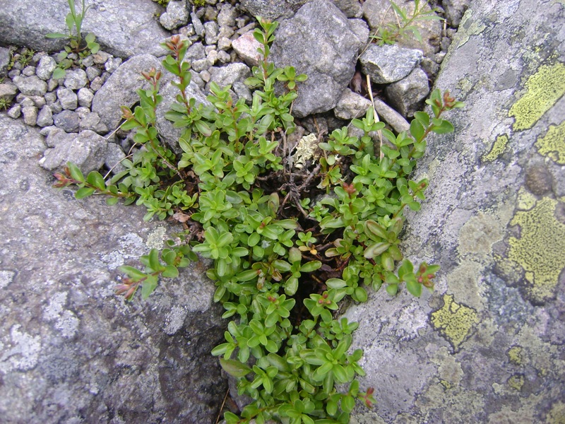 Image of Veronica fruticans specimen.