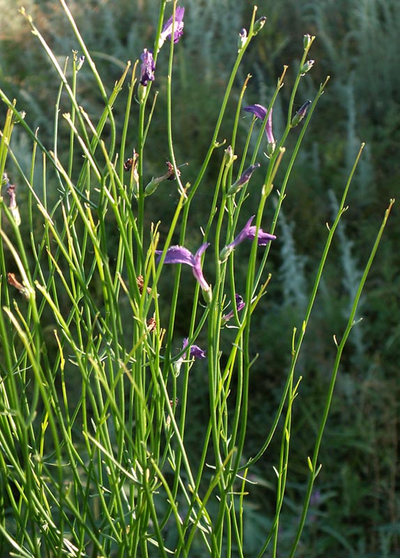 Image of Dodartia orientalis specimen.