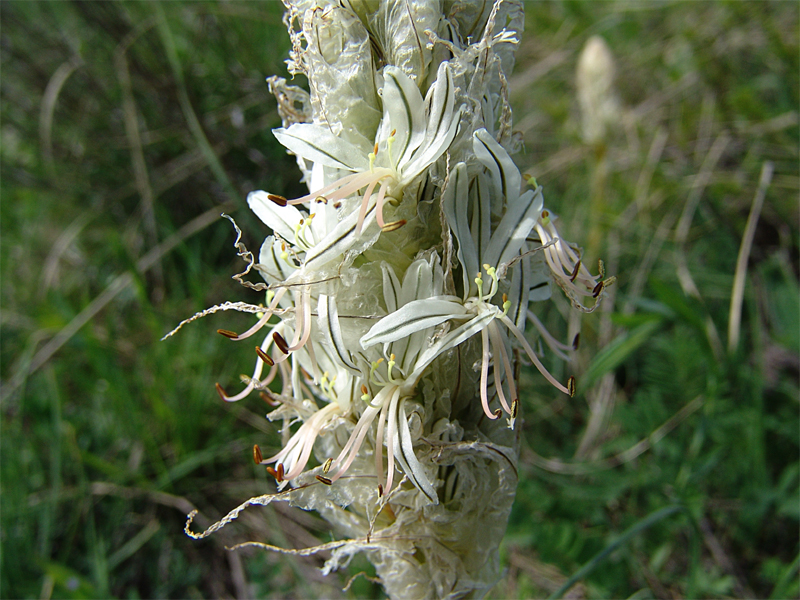 Изображение особи Asphodeline taurica.