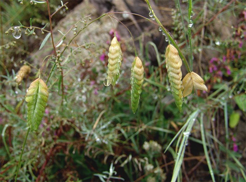 Изображение особи Bromus briziformis.