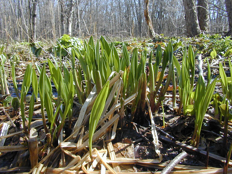 Image of Allium ochotense specimen.