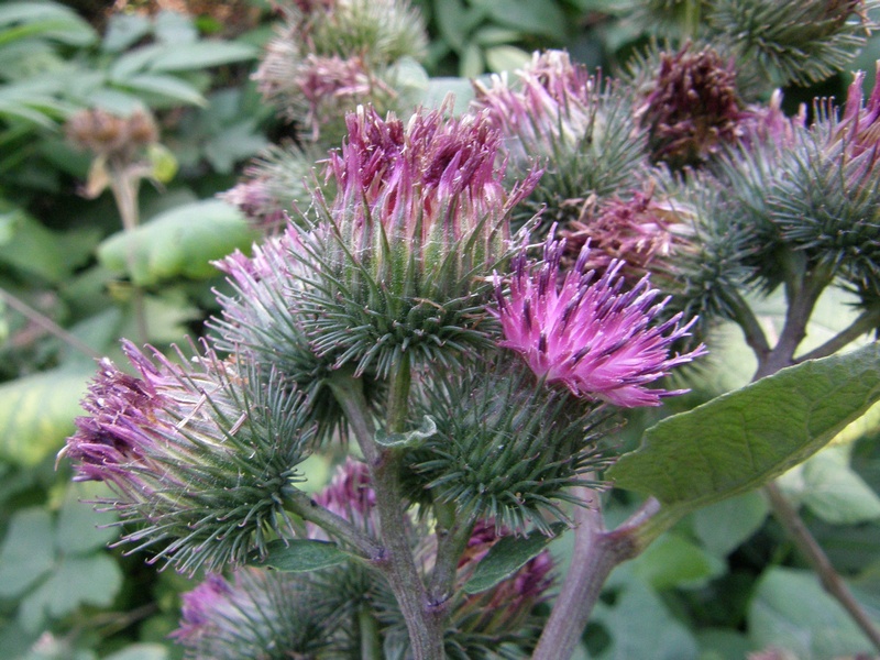 Image of Arctium tomentosum specimen.