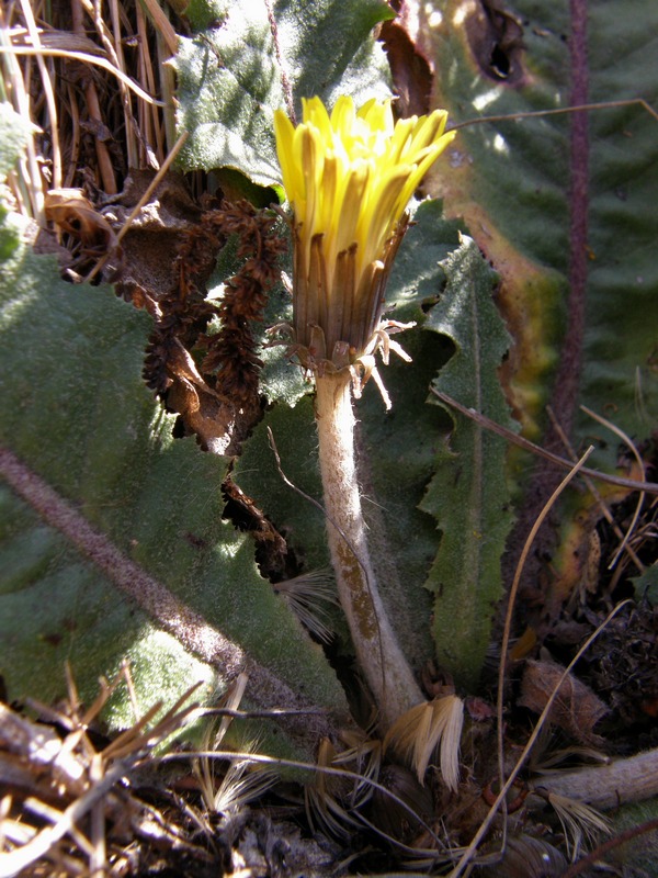 Image of Taraxacum serotinum specimen.