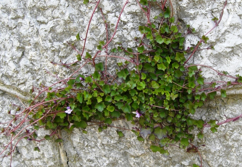 Изображение особи Cymbalaria muralis.