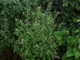 Epilobium roseum. Цветущее и плодоносящее растение. Восточно-Казахстанская обл., Глубоковский р-н, окр. с. Кожохово, берег р. Иртыш. 03.08.2009.