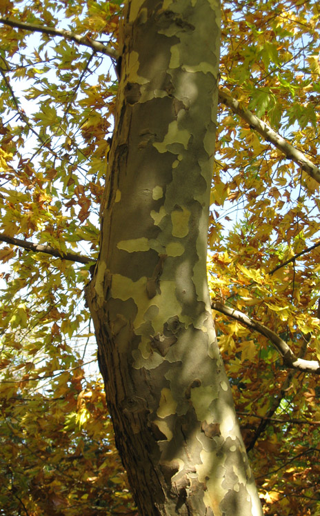 Изображение особи Platanus orientalis.