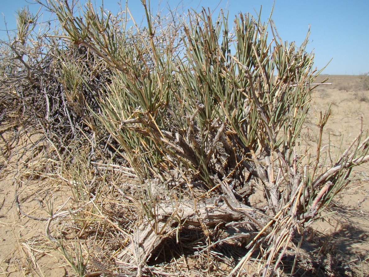 Image of Ephedra intermedia specimen.