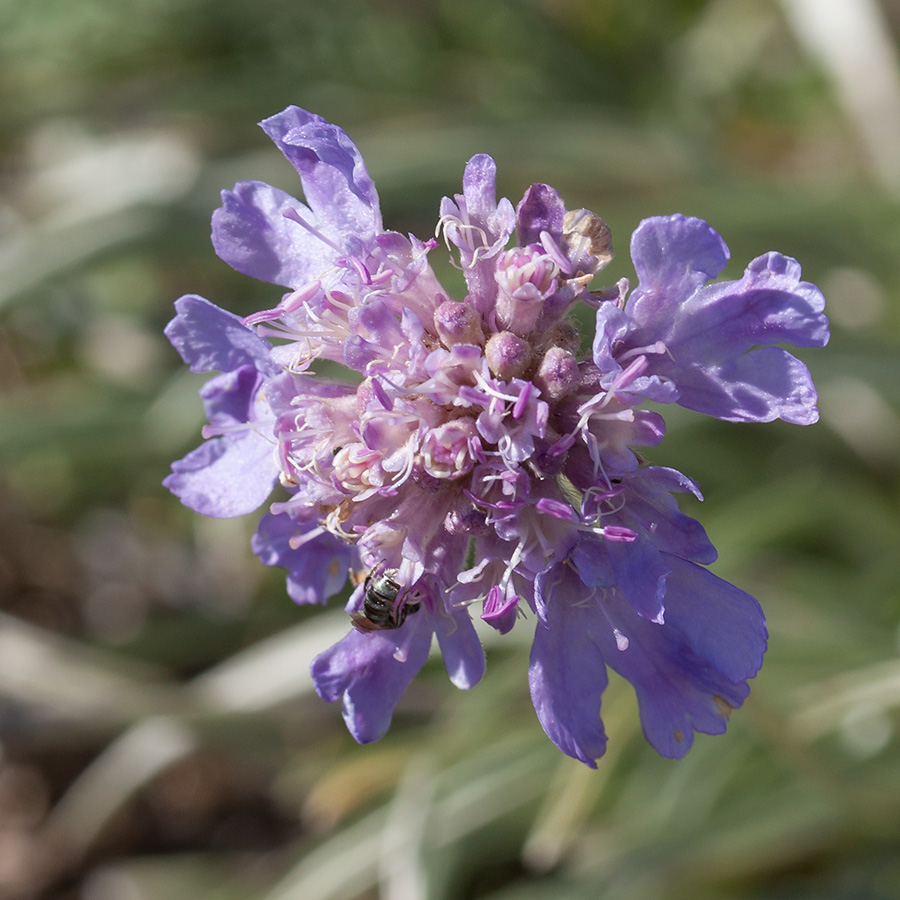 Image of Lomelosia graminifolia specimen.