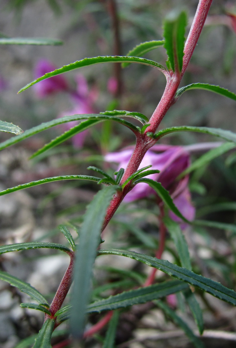 Image of Chamaenerion colchicum specimen.