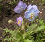 Meconopsis aculeata. Цветущее растение. Москва, БС МГУ, в культуре из Северо-западных Гималаев. 06.06.2003.