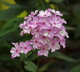 Phlox paniculata