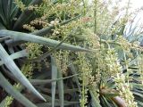 Dracaena draco. Часть растения с соцветием. Австралия, г. Брисбен, ботанический сад. 26.09.2015.