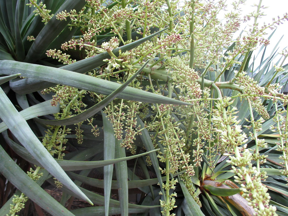 Изображение особи Dracaena draco.