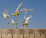 Clematis lathyrifolia