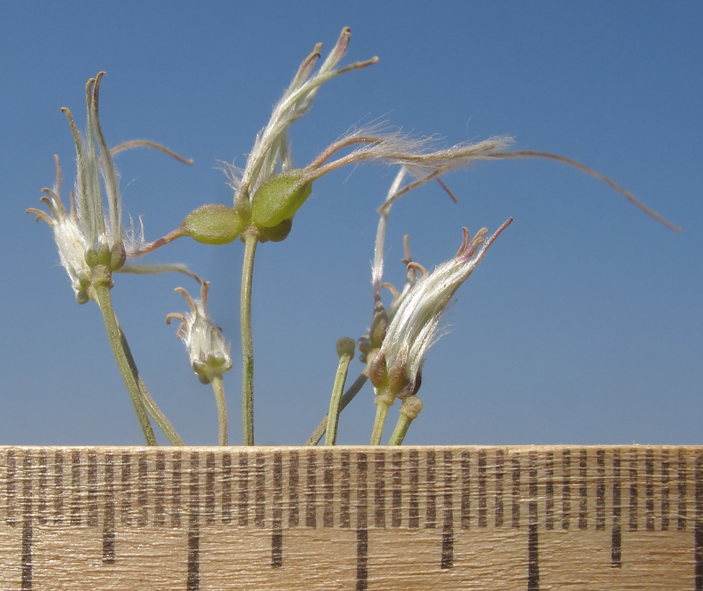 Изображение особи Clematis lathyrifolia.