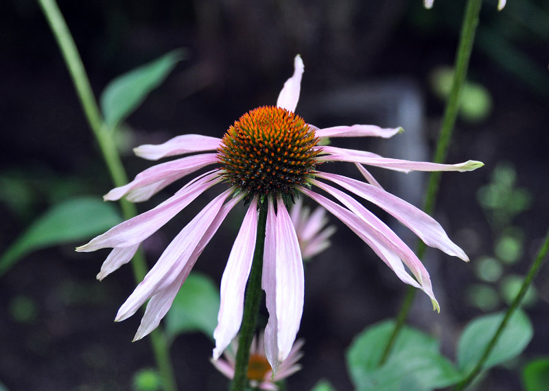 Изображение особи Echinacea purpurea.