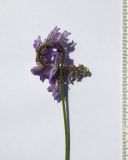 Image of taxon representative. Author is Сергей Банкетов