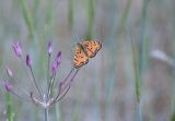 Allium iliense