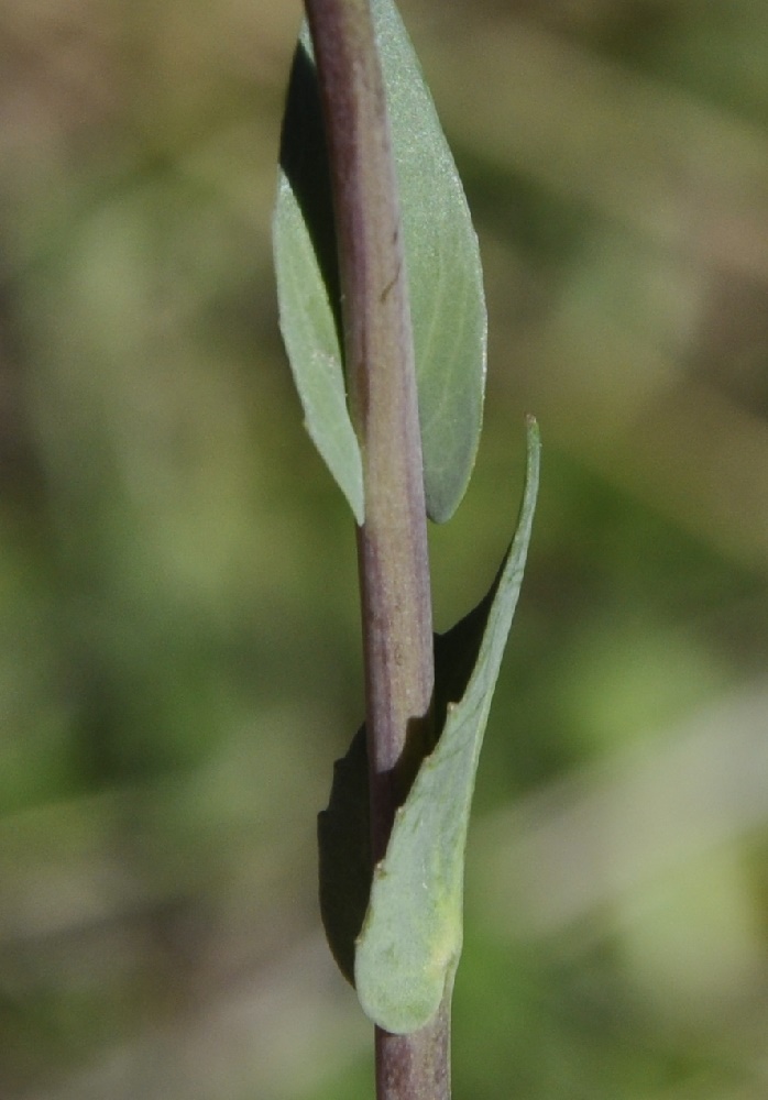 Image of genus Noccaea specimen.