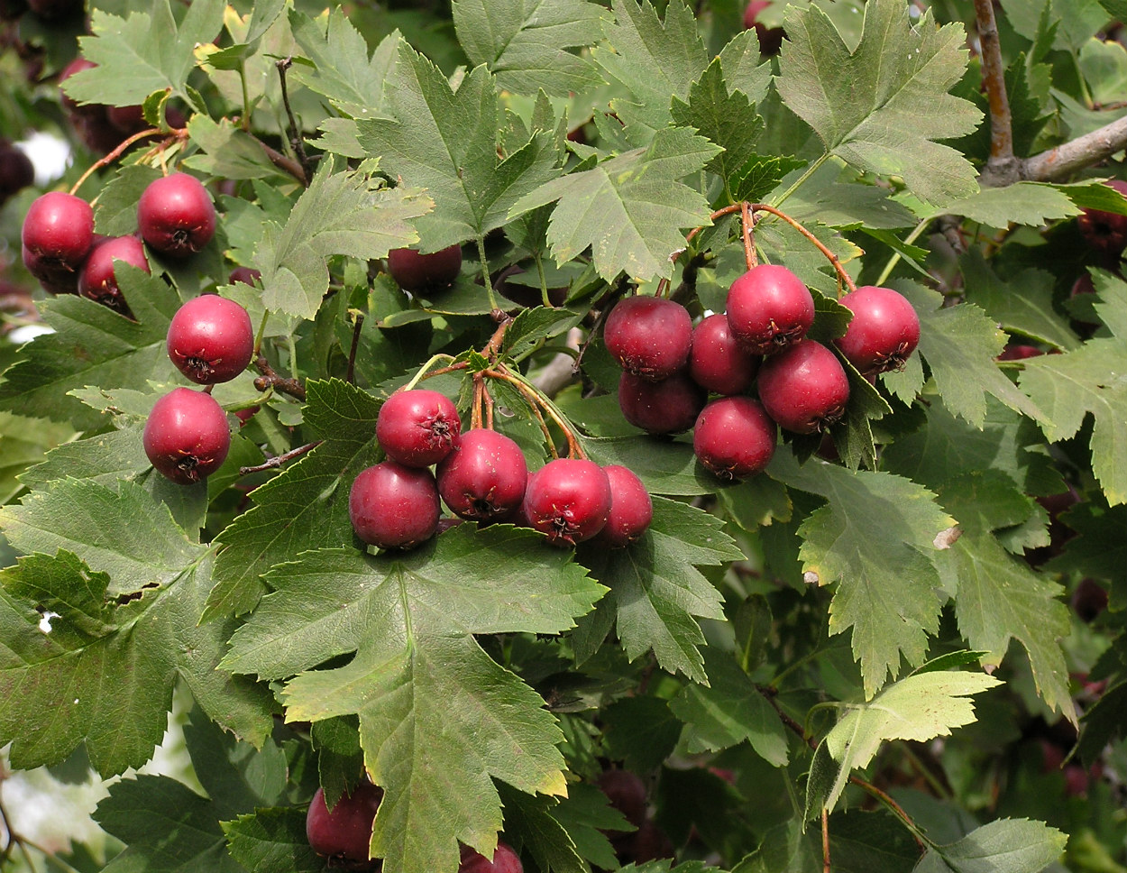 Image of Crataegus volgensis specimen.