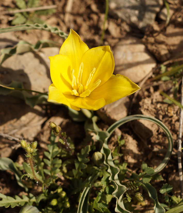 Image of Tulipa tetraphylla specimen.