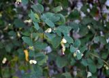 Symphoricarpos albus var. laevigatus