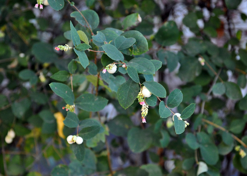 Image of Symphoricarpos albus var. laevigatus specimen.