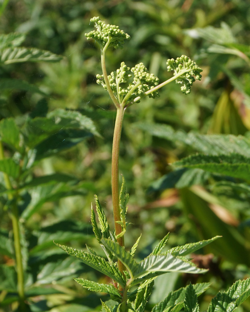 Image of Filipendula ulmaria specimen.