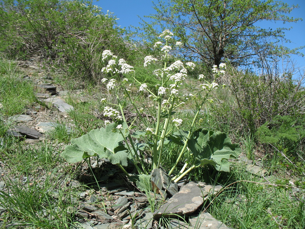 Image of Crambe kotschyana specimen.