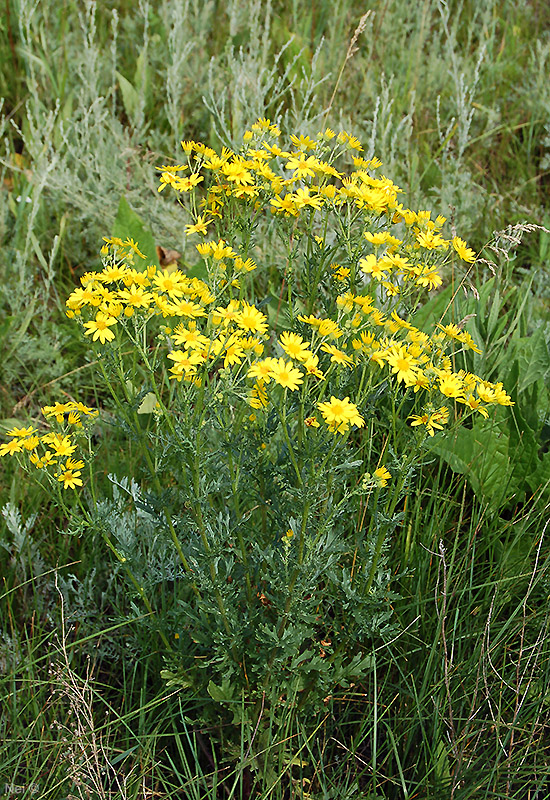 Изображение особи Senecio jacobaea.