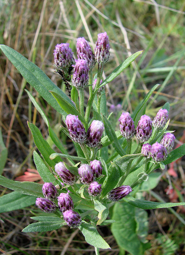 Изображение особи Saussurea amara.