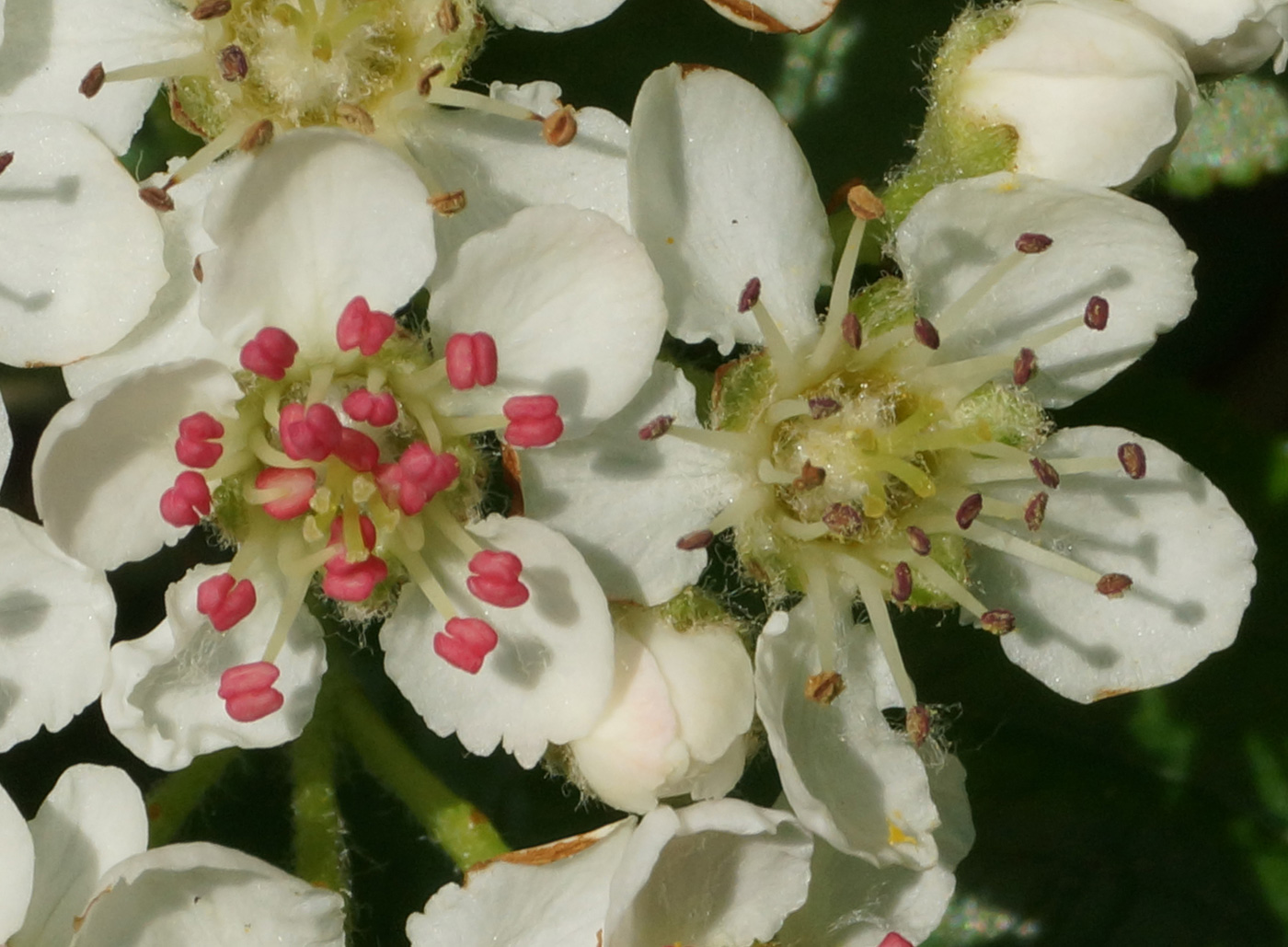 Image of &times; Sorbaronia mitschurinii specimen.