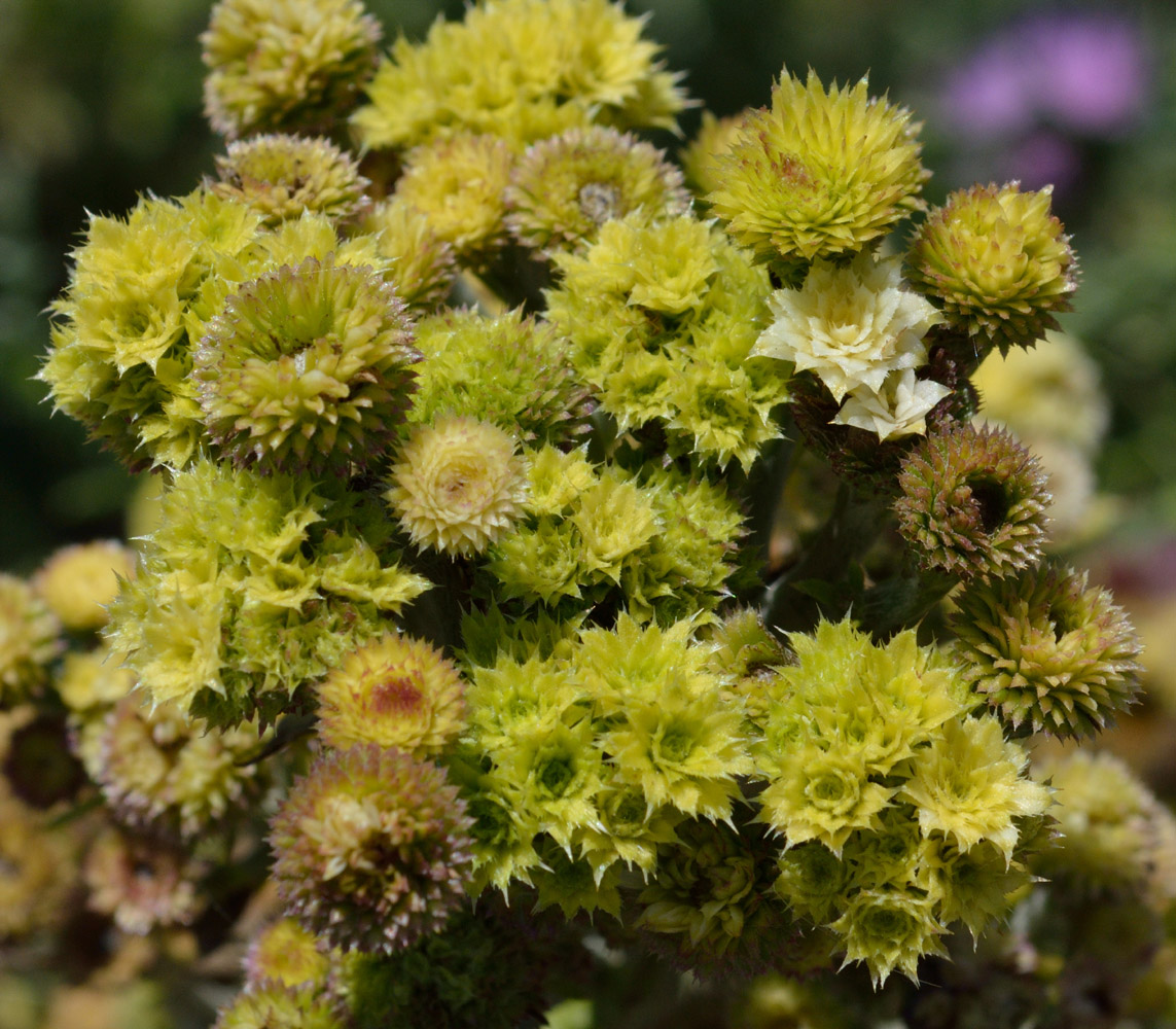 Изображение особи Cirsium setosum.