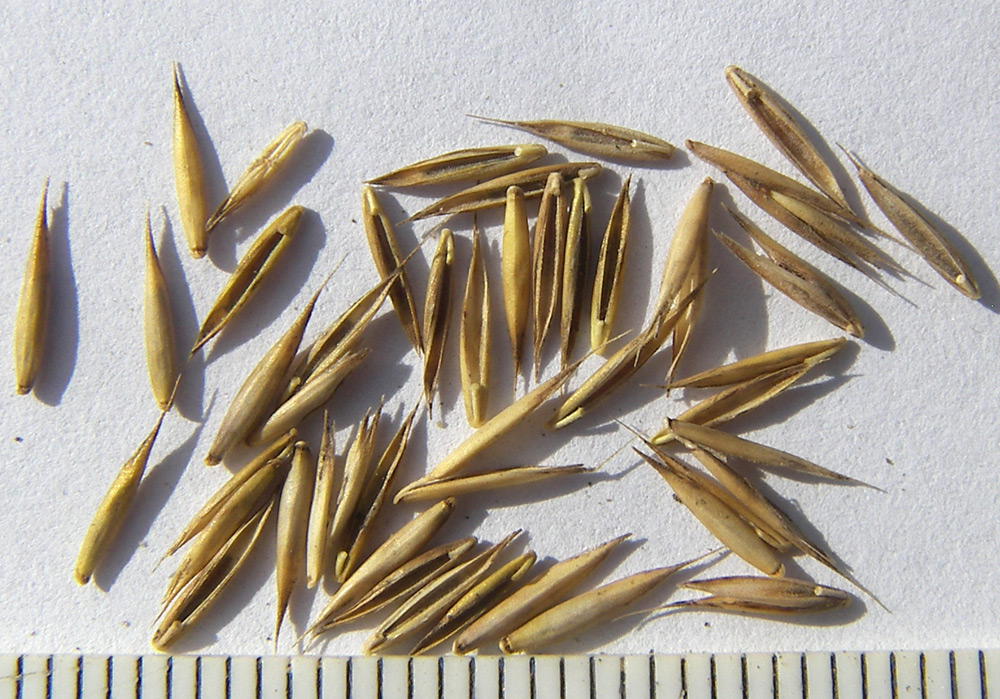 Image of Festuca rubra specimen.