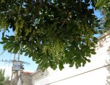 Cupaniopsis anacardioides