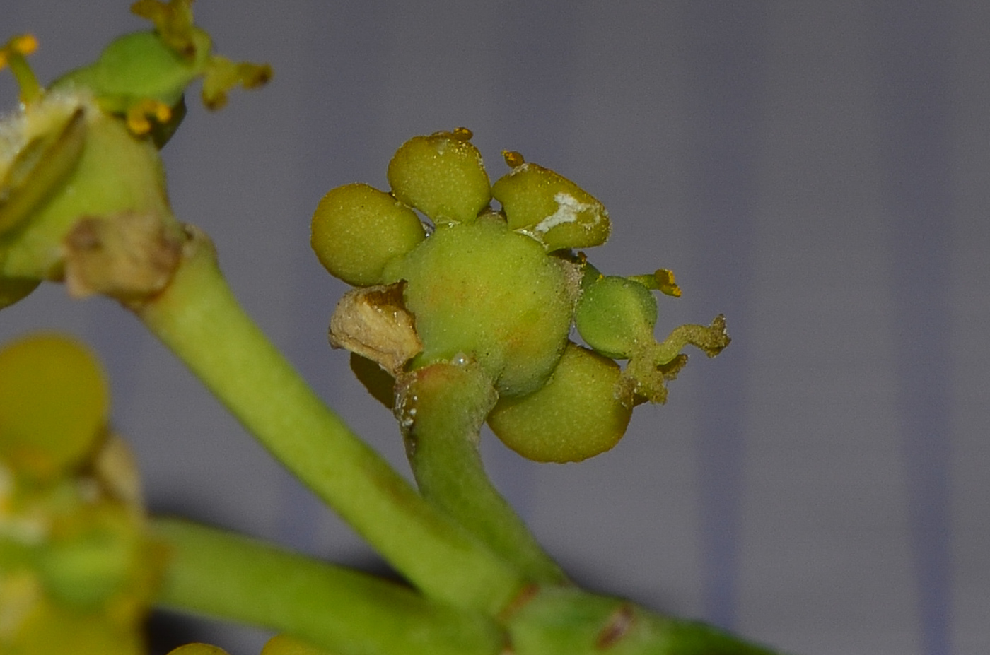 Image of Euphorbia schimperi specimen.