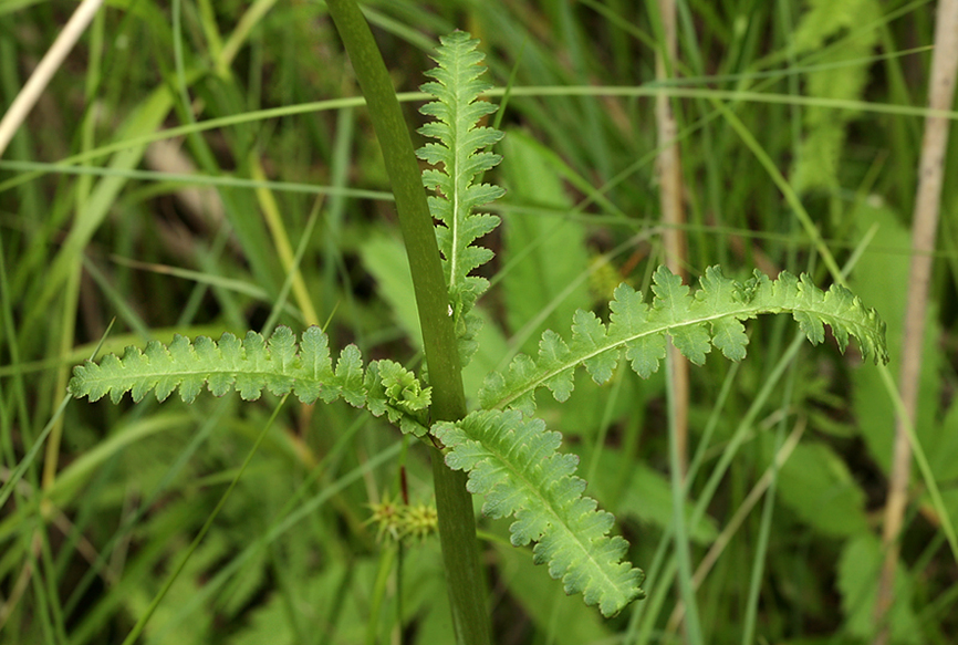 Изображение особи Pedicularis sceptrum-carolinum.