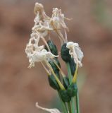Narcissus papyraceus