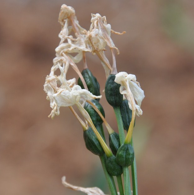 Image of Narcissus papyraceus specimen.