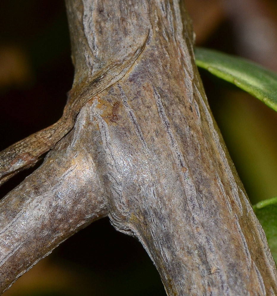 Image of Heterotheca subaxillaris specimen.