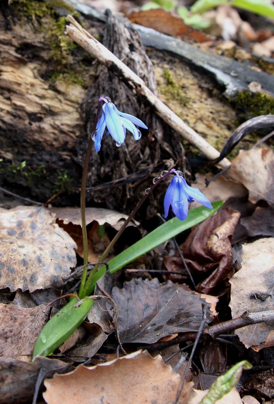 Изображение особи Scilla siberica.