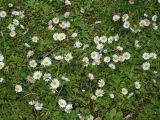 Bellis perennis. Цветущие растения. Краснодарский край, г. Сочи. Центральный р-н, в культуре. 27.03.2016.