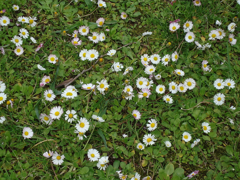 Изображение особи Bellis perennis.