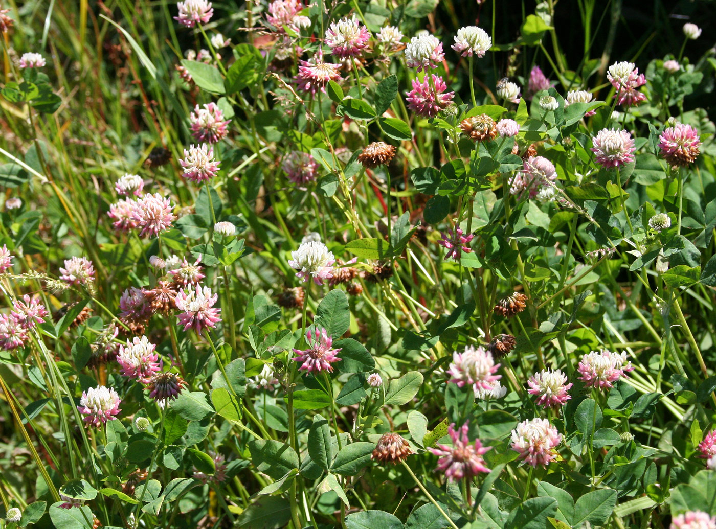 Изображение особи Trifolium hybridum.